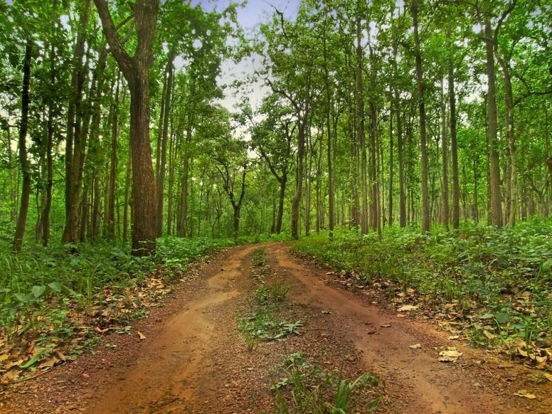 Odisha Forest Tours