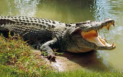 Bhitarkanika-National-Park