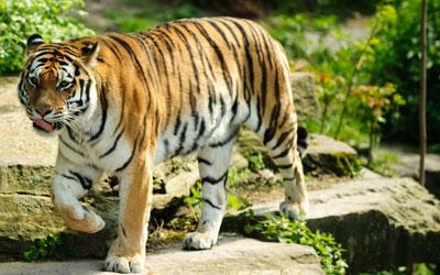 Satkosia-Tiger-Reserve