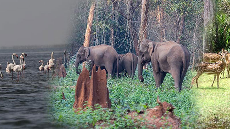 Responsible-Tourism-in-Odisha-A-Sustainable-Way-to-Explore-Nature,-Culture,-and-Heritage